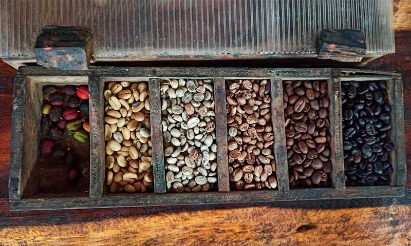 Granos de café en una finca cafetera en Minca