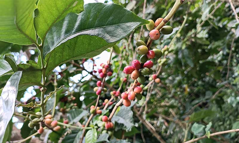 Plantas de café en una finca de Minca