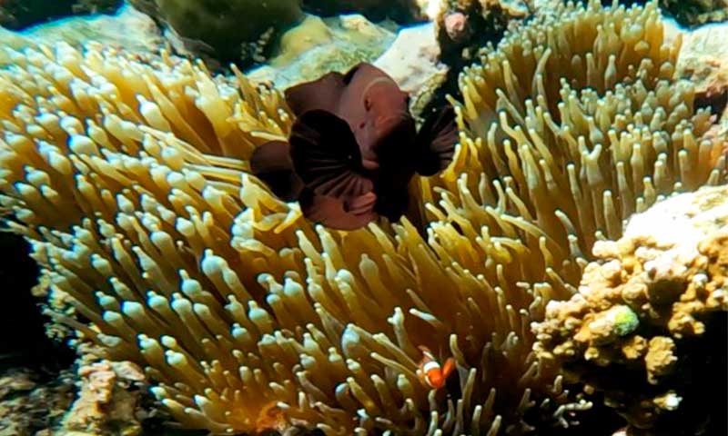 Peces en el santuario de Tubod