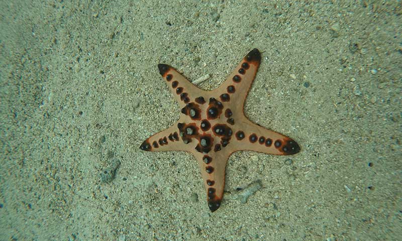 chocolate chips sea star