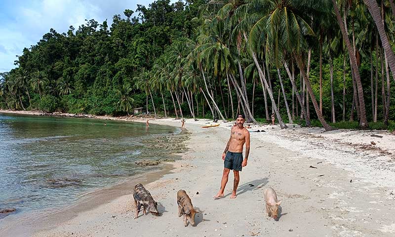 cerdos en coconut beach