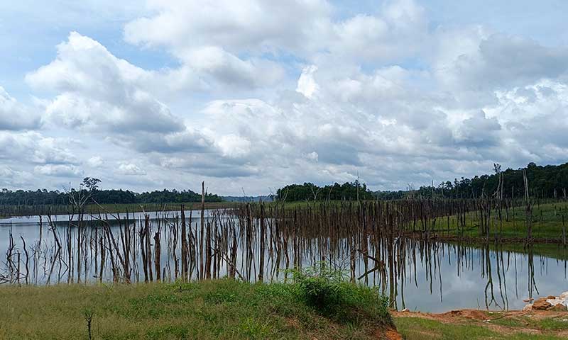 laguna de Thalang con los arboles muertos