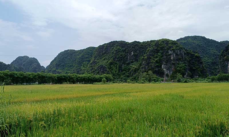Campo de arroz en Tam Coc