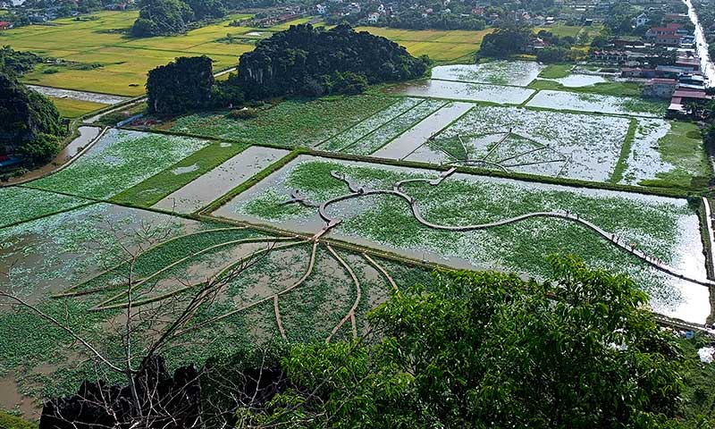 Campos de arroz y nenúfares en las Mua Caves