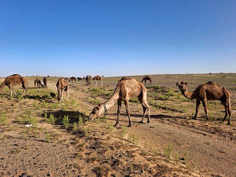 Dromedarios en el Sahara, Marruecos