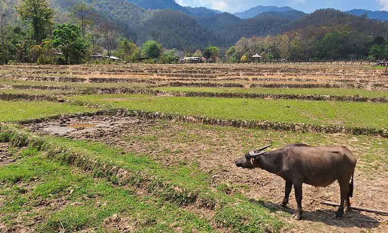 Búfalo de agua pastando en los campos de arroz junto al Bamboo Bridge en Pai Tailandia