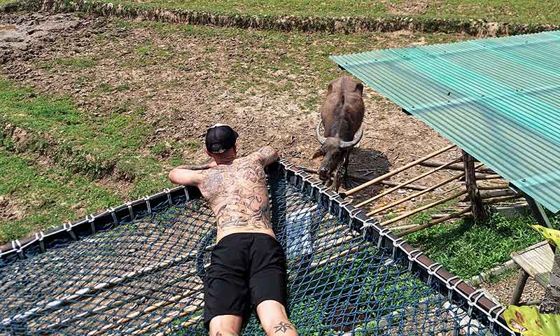 Texto alternativo: Hombre tumbado en red suspendida de cafeteria viendo un bufalo de agua cerca del Bamboo Bridge en Pai Tailandia
