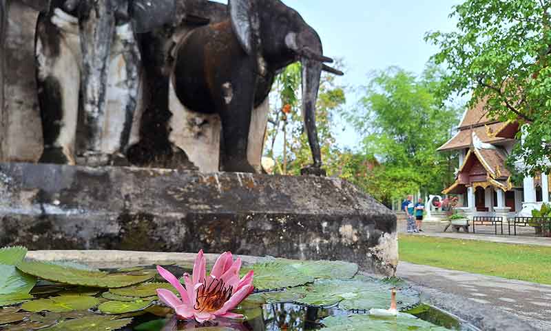 Estanque con flor de loto rosa y estupa con esculturas de elefantes en el templo Wat Chiang Man de Chiang Mai